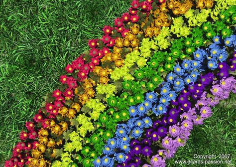 Planting A Rainbow, Colorful Things, Rainbow Garden, Rainbow Flower, Children's Garden, School Garden, Love Rainbow, Rainbow Art, Gardening For Kids