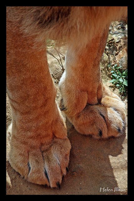 Lion Paws Reference, Big Cat Paws, Lioness Sculpture, Lion Paws, Kitty Paws, Female Lion, Wild Lion, Cat Anatomy, Lions Photos