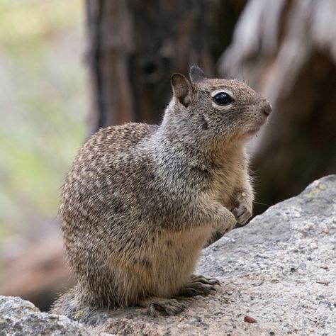 California Ground Squirrel, Nz Animals, Squirrel Species, Squirrel Appreciation Day, Ecology Projects, Ground Squirrel, Squirrel Art, Glacier National Park Montana, Desert Colors