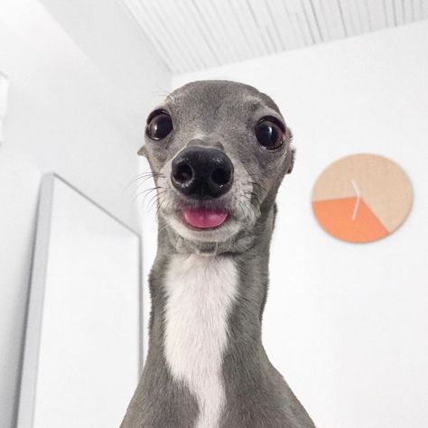 tika the iggy on Instagram: “Someone just left a comment on my photo saying “that’s the ugliest dog I’ve ever seen”. Let him know in the comments why I’m your favourite…” Iggy Dog, Ugliest Dog, Funny Looking Dogs, Silly Animal Pictures, Italian Greyhound Dog, Grey Hound, Puppy Time, Ugly Dogs, Goofy Dog