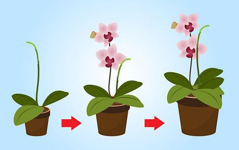 How to Care for Mini Orchids: 22 Steps (with Pictures) - wikiHow Mini Orchard, Mini Orchids, Orchid Plant Care, Orchid Varieties, Growing Orchids, Orchids Garden, Inside Plants, Orchid Care, Flower Care