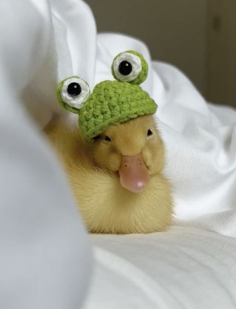 Duck Stuff, Cutee Animals, Pet Ducks, Cute Ducklings, Quack Quack, Cute Small Animals, Cute Animals Puppies, Hapkido, Funny Animal Photos