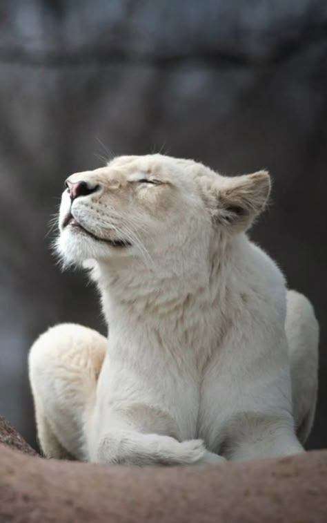 White Lions, Albino Animals, White Lion, Pretty Animals, Large Cats, Big Cat, Sweet Animals, Amazing Animals, Animal Planet