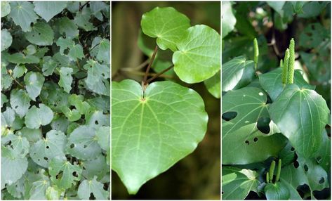 Kawakawa is said to have the healing properties of all the other plants in the ngahere combined. Donna Kerridge explains how to use this versatile plant.  Kawakawa (Macropiper excelsum) is one of the most easily recognised plants in the New Zealand bush with its heart shaped leaves, knobbly joints Healing Balm Recipe, Healing Salve Recipe, Heart Shaped Leaves, Healing Plants, Alternative Treatments, Native Garden, Italian Cooking, Small Jars, Medicinal Herbs