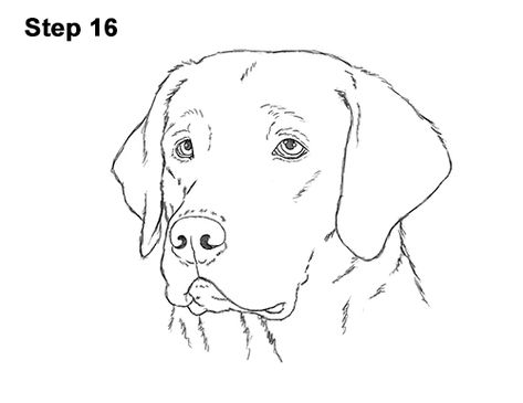 Draw Labrador Retirever Dog Head 16 Labrador Dog Drawing, Draw Labrador, Lab Sketch, How To Draw Labrador, Labrador Embroidery, Lab Drawing Easy, Lab Dog Drawing, Drawing Labrador, Dog Drawing Labrador