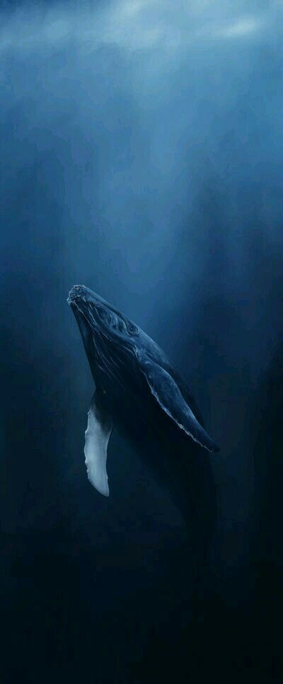 FOND D'ÉCRAN OU HEAD POUR MOBILE LG Deep Ocean Background, Whale Lockscreen, Blue Whales Photography, Half Underwater Photography, Sea Creatures Aesthetic, Marine Aesthetic, Whale Underwater, Whale Art Print, Kaanapali Beach