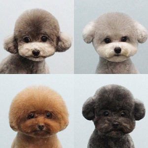 Cute Poodle Haircuts #poodlehaircut #poodlecuts #poodlehairstyles #toypoodlecuts #poodlecutschart Toy Poodle Haircut, Teddy Bear Poodle, Poodle Haircuts, Poodle Haircut Styles, Toy Poodle Puppy, Poodle Hair, Poodle Haircut, Dog Grooming Styles, Poodle Toy