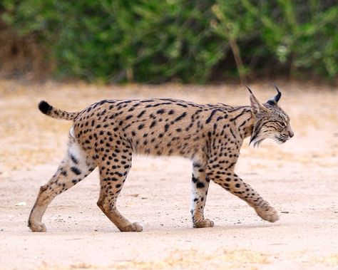 Iberian Lynx, Lynx Lynx, Cat Species, Kinds Of Cats, Canine Art, Animal Groups, Animals Images, Lynx, Animal Photo