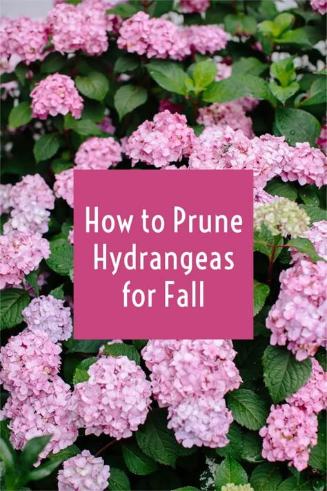 This guide to fall hydrangea care will give you the best tips on how to prune hydrangeas for long-term success during the fall! How To Prune A Hydrangea Bush, Hydrangea Fall Care, Prune Hydrangeas When To, Pruning Hydrangea Tree, Hydrangea Care In Fall, How To Winterize Hydrangeas, How To Preserve Hydrangea Blooms, How To Trim Hydrangea Bushes, Pruning Panicle Hydrangea