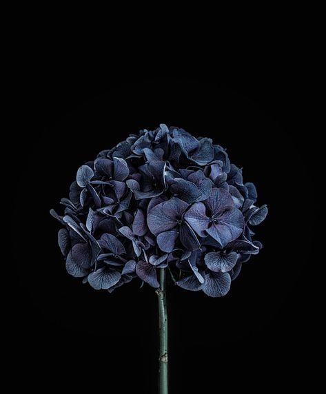 Spid Pye Photographer-International Photography Awards 2020 Hydrangeas Art, Blue Rose Tattoos, International Photography Awards, Dark Blue Flowers, Art Still Life, Brand Aesthetic, Best Nature Wallpapers, Peonies And Hydrangeas, Beautiful Red Roses