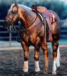 Horses on Pinterest | 5444 Pins Horses, Roping Horses, Roping Horse, Horses For Sale, Quarter Horse, A Horse, For Sale