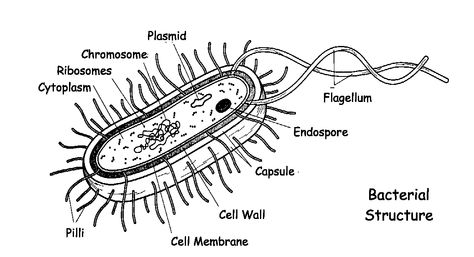 bacteria Bacterial Cell Drawing, Bacteria Structure, Bacterial Cell Structure, Bacterial Cell, Free School Printables, Biology Diagrams, Cell Diagram, Atom Model, Digital Image Processing