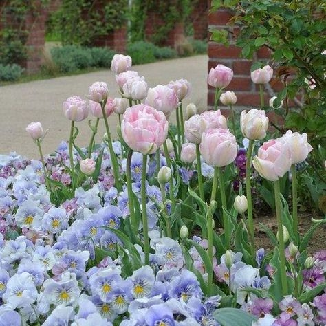 Double tulip and pansies Double Tulips, Pansies, Tulips