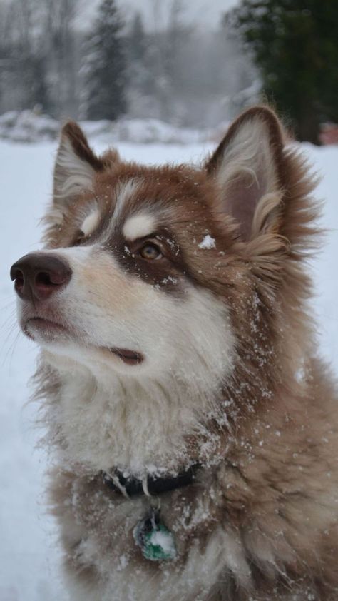 Giant Alaskan Malamute, Malamute Husky, Cute Fluffy Dogs, Malamute Dog, Malamute Puppies, Alaskan Husky, Really Cute Puppies, Puppy Cute, Fluffy Dogs