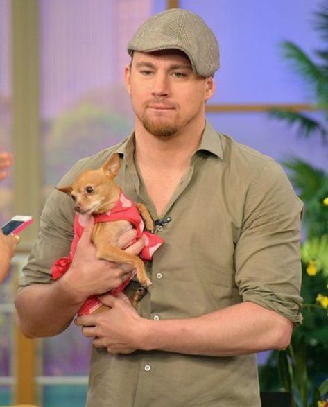 17 Celebrities With Chihuahuas - Page 2 of 6 - PetTime Chaning Tatum, White House Down, Celebrity Dogs, Cute Chihuahua, Chihuahua Love, Adam Levine, Channing Tatum, Hottest Celebrities, American Actors