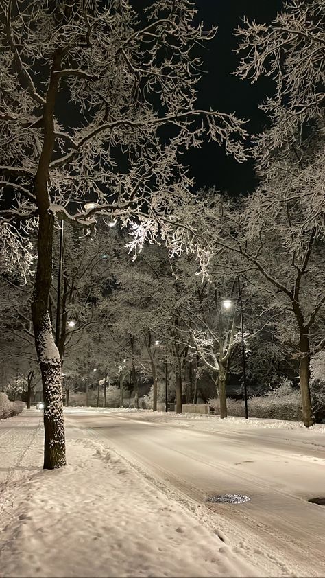 Snowy Night, At Night, The City, Trees