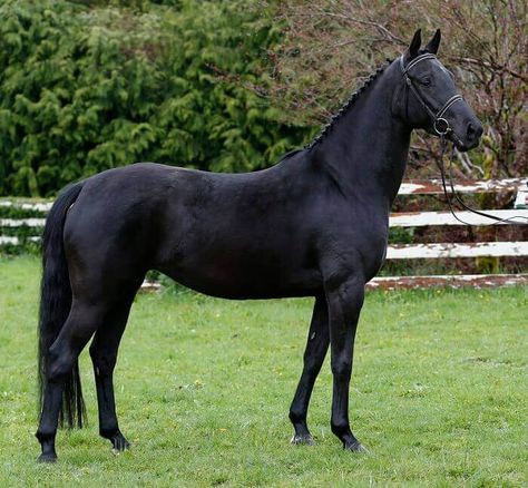 Female Horse Names – The 500 Most Popular Names for Fillies and Mares | PetPress Black Dutch Warmblood, Female Horse Names, Unique Horses, Female Horse, Dutch Warmblood, Mare Horse, Warmblood Horses, Dream Horse, Horse Names