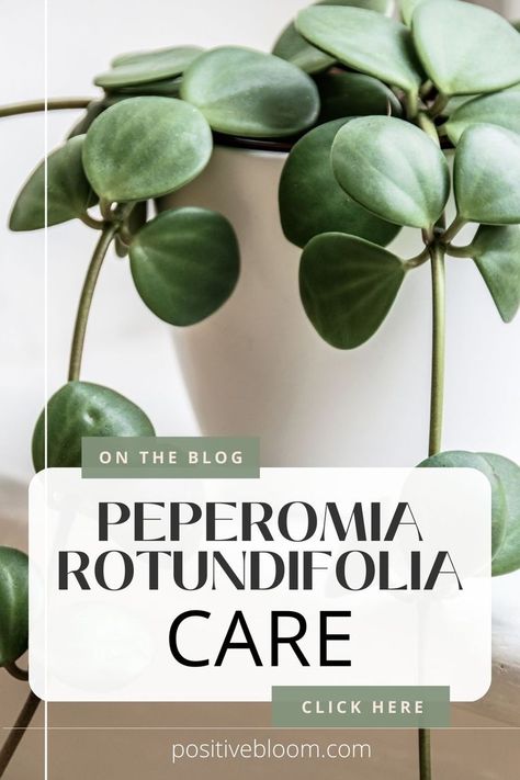 Read on to learn the basic requirements for the Peperomia rotundifolia and discover how to prevent and deal with common pests and diseases. Growing Bonsai, Peperomia Plant, Hoya Plant, Alocasia Plant, Calathea Plant, Jade Plant, Spider Plant, Intricate Art, Zz Plant