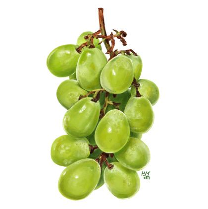 grapes on Behance Grape Drawing, Grape Painting, Vegetable Painting, Learn Watercolor Painting, Food Sketch, Learn Watercolor, Illustration Procreate, Candied Fruit, Watercolor Painting Techniques