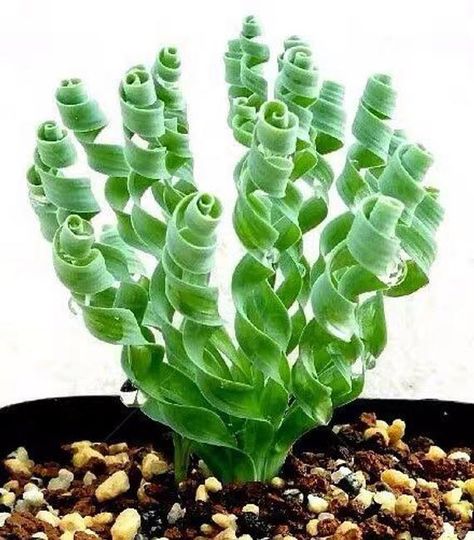 Albuca Concordiana, Albuca Spiralis, Succulent Leaves, Weird Plants, Succulent Gardening, Unusual Plants, Succulent Terrarium, Rare Succulents, Unique Plants