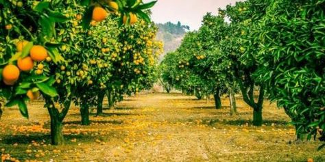 Frutas para plantar num pomar. Ter um pomar pode ser um sonho pra muita gente. A ideia de poder pegar os seus frutos do próprio quintal ou jardim de casa é bom não só para o gosto mas também pela saúde de todos dentro de casa. Para... African Inspired Decor, Orange Grove, Macau, Luxurious Bedrooms, Farm Life, African Art, Pumpkin Patch, Agriculture, Country Roads