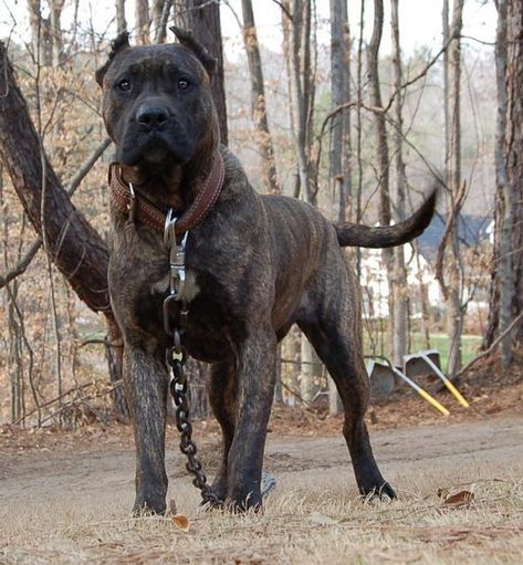 Presa Canario Rottweiler Mix | Razas de perros cruzadas - Foros Perú Big Dog Toys, Presa Canario, Big Dog Breeds, Corso Dog, Dangerous Dogs, Tibetan Mastiff, English Mastiff, Best Dog Breeds, Guard Dogs