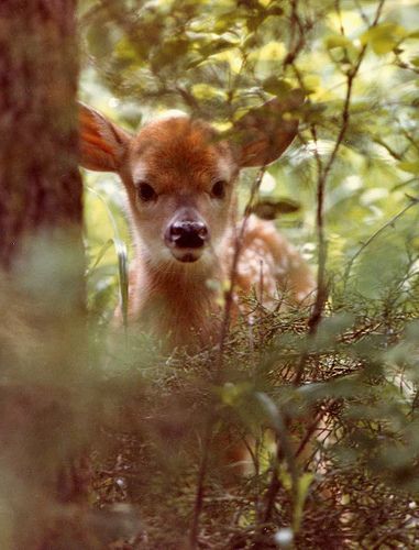 Crunch et Cana Deer, Kangaroo, Animals, In The Woods, Forest