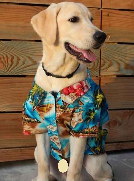 85 Trendy Male Dog Names Inspired by Hawaiian Style (with Meanings) | PetPress Dog Hawaiian Shirt, Dog Daycare Business, Dog Marketing, Large Dog Clothes, Large Dog House, Dog Outfits, Work Art, Pet Style, Dog Party