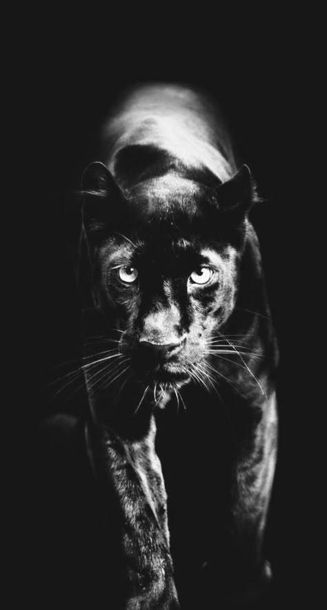 Black Panther Cat, Panther Design, Asthetic Picture White And Black, Panther Cat, Gorilla Tattoo, Panther Tattoo, Scratchboard Art, Animal Spirit Guides, Tiger Painting