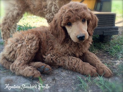 standard poodle puppy 7 weeks old Poodle Aesthetic, Poodle Puppy Cut, Standard Poodle Puppy, Giant Poodle, Poodle Party, New Puppy Checklist, Puppy Checklist, Poodle Puppy Standard, Poodle Dogs