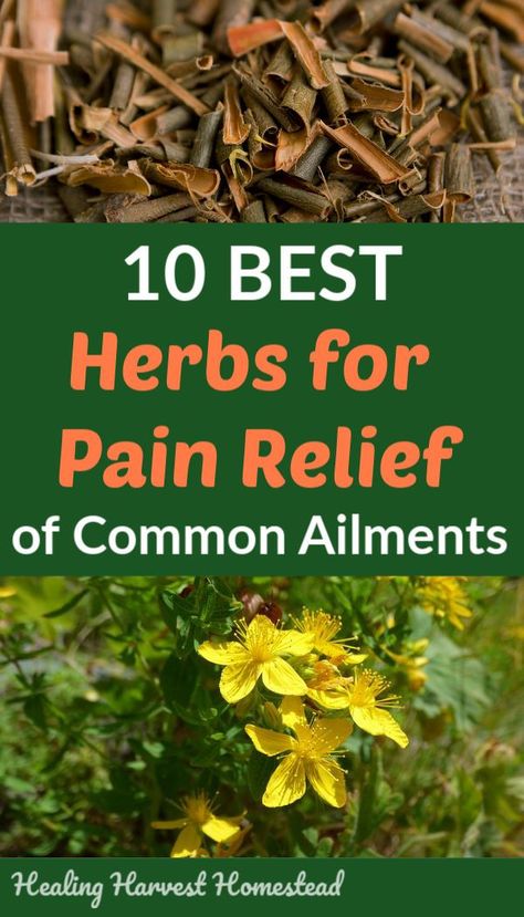 Which herbs are BEST for soothing and relieving inflammation and pain? Herbal medicine and natural remedies are BEST for natural pain relief and helping you feel great again! Herbal pain management for common ailments often works better than conventional medicine without the side effects! #homeremedies #healingharvesthomestead #herbalism #painrelief #natural #naturalpain  #soothepain  #naturalpainrelief #herbalremedy Natural Home Remedies, Herbs For Pain Relief, Natural Healing Remedies, Diy Remedies, Cold Home Remedies, Natural Pain Relief, Natural Therapy, Natural Health Remedies, Medicinal Herbs