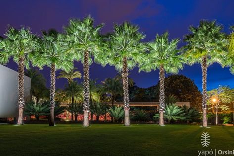 Palm Tree Landscaping, Landscape Entrance, Date Palm Tree, Tree Landscaping, Palm Trees Landscaping, Landscape Lighting Design, Date Palm, Landscape And Urbanism, Walking Street