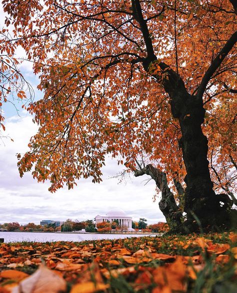 dccitygirl 📍Washington DC’s Instagram profile post: “The Tidal Basin is famous for its cherry blossoms but it also shows off in Autumn. 🍁🍁🍁 #falldecor #hellofall #igdc #washingtondc #november” November Instagram, Hello Autumn, Cherry Blossoms, Washington Dc, Cherry Blossom, Fall Decor, Washington, Blossom, Instagram Profile