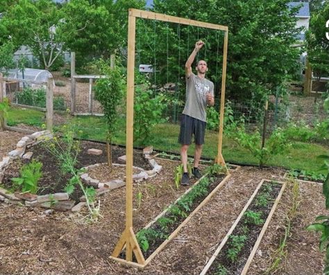 Cheap Trellis, Bean Trellis, Trellis Diy, Plantarea Legumelor, Tomato Trellis, Bamboo Trellis, Diy Trellis, Backyard Gardening, Easy Backyard