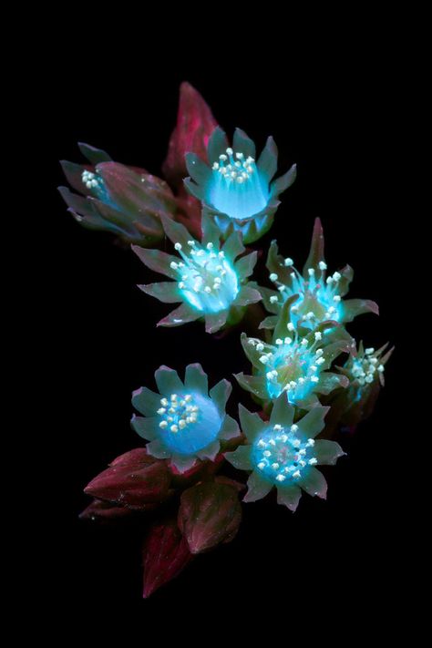 A glowing succulent cluster. Types Of Photography, Fantasy Plants Art, Glowing Plants, Fantasy Plant, Fantasy Plants, Glowing Flowers, Alien Plants, Neon Flowers, Plant Art