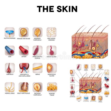 Skin anatomy vector illustration Skin Layers Anatomy Project, Skin Anatomy, Hair Science, Integumentary System, Human Body Unit, Mary Kay Skin Care, Skin Aesthetics, Practical Nursing, Skin Structure