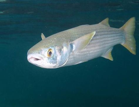 Flathead grey mullet (Mugil cephalus). Grey Mullet, Mullet Fish, Fishing Life, Life Expectancy, Big Fish, Flat Head, I Hope, Fish, Grey