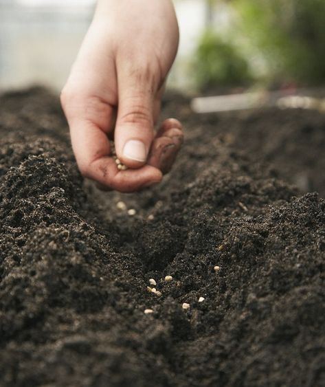 Lasagna Gardening, Canned Fruits, Biennial Plants, Veggie Snacks, Sunflower Garden, Garden Salad, Summer Vegetable, Actor Picture, Replant