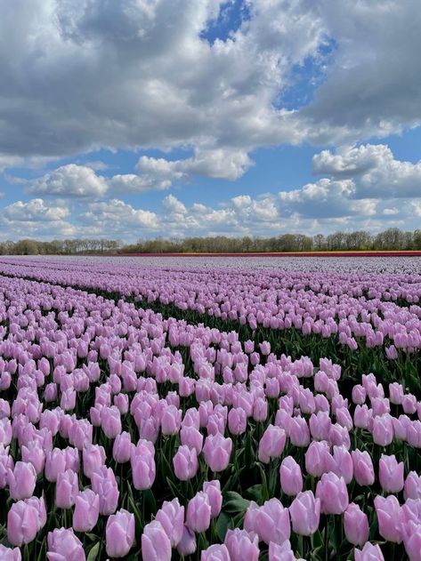 Tulips Field, Pretty Flowers Pictures, Purple Flowers Wallpaper, Pretty Wallpapers Tumblr, Boquette Flowers, Flowers Photography Wallpaper, Blue Tulips, Tulip Fields, Nothing But Flowers