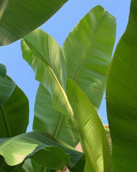 Tropical Nature Aesthetic, Hawaii Native Plants, Tropical Beach Photography, Tropical Flowers Aesthetic, Green Beach Aesthetic, Island Girl, Summer Dream, Tropical Vibes, Beach Aesthetic