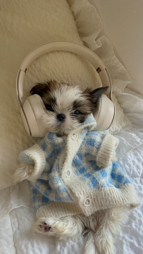 Dog with Headphones · Free Stock Photo Headphones, Dog With Headphones, Got Funny, Pet Sweaters, Pet Sweater, Pet Fashion, I Love Music, Dog Love, Animal Pictures