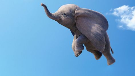 No Feathers Needed—How the Dumbo VFX Team Made an Elephant Fly - D23 Dumbo Flying, Flying Elephant, Balloon Crafts, Baby Mine, Character Poses, Walt Disney Company, Disney Fan, An Elephant, Gumbo