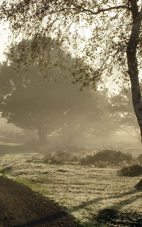 Nature, Peaky Blinders Theme, Road Nature, Morning Dew, Garden Photography, Hd Backgrounds, Nature Wedding, Future Life, Nature Aesthetic