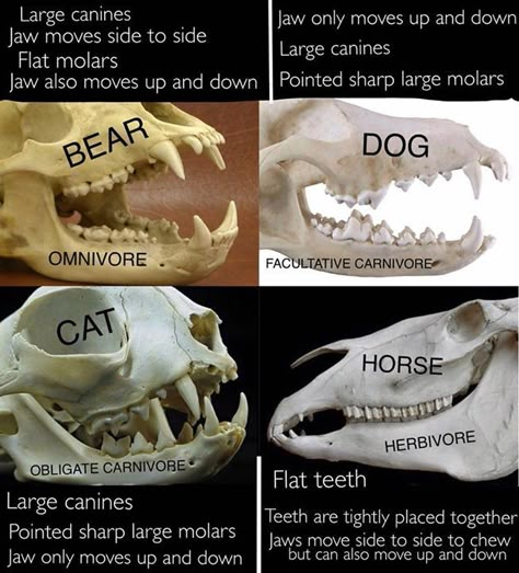 Vulture Culture Tips, Bone Identification, Bone Collecting, Bone Hunting, Skull Reference, Canine Tooth, Finding Treasure, Animal Teeth, Vulture Culture