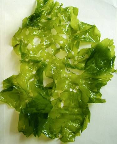 Sea Lettuce (Ulva spp.) Algae Aesthetic, Algea Sea, Sea Lettuce, Algae Classification, Edible Seaweed, Blue Green Algae, Sea Vegetables, Vascular Plant, People Eating