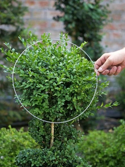 Many simple shapes are easy to establish from scratch and with regular care are attractive features that last for years. Garden Types, Boxwood Landscaping, Boxwood Garden, Landscaping Diy, Topiary Plants, Hgtv Garden, Topiary Garden, Garden Shrubs, Have Inspiration