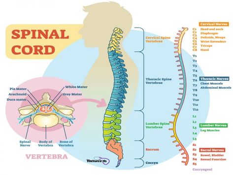 Spinal and Cranial Nerves Nursecepts The Nervous System Spinal Cord Stimulator, Thoracic Vertebrae, Sensory Nerves, Schematic Diagram, Peripheral Nervous System, Facial Nerve, Spinal Nerve, Cranial Nerves, Spine Health