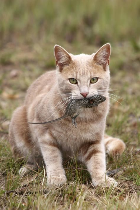 Cat Eating Mouse, Cat With Mouse In Mouth, Cat Chasing Mouse Drawing, Field Mouse Aesthetic, Warrior Poses, Cat With Mouse, Cat Hunting, Catching Mice, Harvest Mice