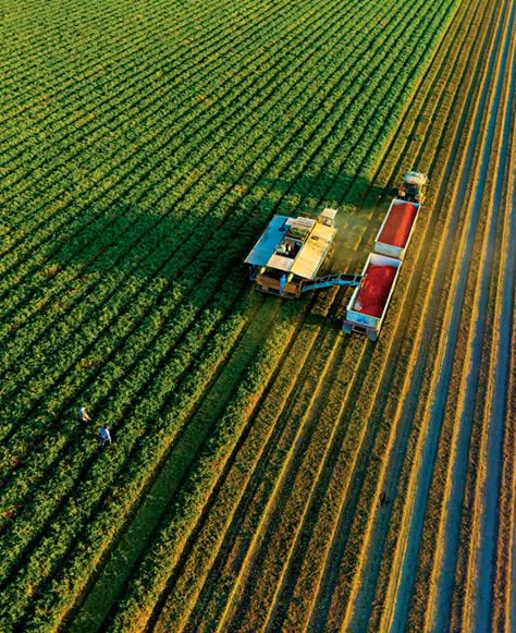 Everyone Eats There - California’s Central Valley is our greatest food resource. So why are we treating it so badly? California Regions, Tomato Farming, San Joaquin Valley, Farm Photography, Central Valley, Farm Equipment, Commercial Photography, Country Life, Farm Life