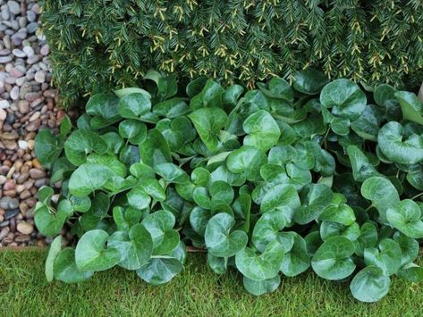 Replace Your Lawn With These Groundcovers | HGTV Fall Gardens, Growing Crops, Delosperma Cooperi, Evergreen Groundcover, Winter Blooms, Edging Plants, Ginger Plant, Summer Bulbs, Hgtv Garden